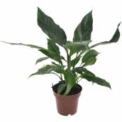 Plant In A Box - Spathiphyllum Diamond - Pot 12cm - Hauteur 40-50cm