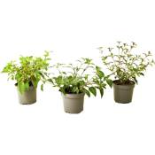 Plant In A Box - Fuchsia - Mélange de 3 - Sarah, Thumb,