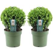 Plant In A Box - Ilex crenata forme boule - Houx japonais - lot de 2 - ⌀17cm - Hauteur 30-40cm - Blanc