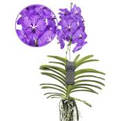 Plant In A Box - Vanda New Blue - Orchidée tropicale