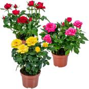 3x Mélange de rosiers en pot – Rosa – Patio &