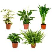 Bloomique - Mélange de Plantes d'Intérieur Purifiant l'Air - Lot de 5 - ⌀12 cm- ↕ 25 - 45 cm