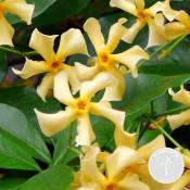 Bloomique - Trachelospermum 'Star of Toscana' – Jasmin de Toscane jaune – Plante grimante - ⌀15 cm - ↕60-70 cm