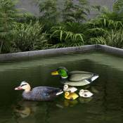 Canards d'étang pour étang de jardin canard famille