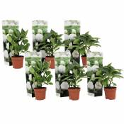 Hydrangea macrophylla - Blanc - Set de 6 - Hortensia - Pot 9cm - Hauteur 25-40cm