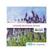 Leaderplantcom - 100 Lavande de Grasse Grosso en godet