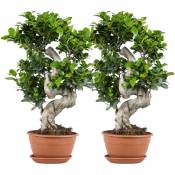 2x Ficus microcarpa 'Ginseng' en forme de s – Bonsaï – Plante d'intérieur – ⌀22 cm - ↕60-70 cm - Green