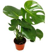 Feuille de fenêtre - Monstera deliciosa - 1 plante - facile d'entretien - purificateur d'air - pot 12cm - Exotenherz
