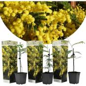 Plant In A Box - Acacia dealbata 'Mimosa' - Set de
