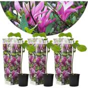 Plant In A Box - Magnolia Susan - Set de 3 - Fleurs