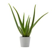 Plante d'intérieur - Aloe Vera de 25 cm en pot blanc