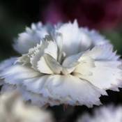 Pepinières Naudet - 2 Oeillets 'Haytor White' (Dianthus