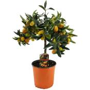 Plant In A Box - Citrus Kumquat - Citronnier rustique - Pot 19cm - Hauteur 50-60cm - Blanc