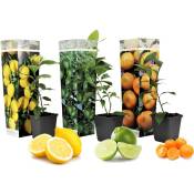 Plant In A Box - Citrus Mix - Set de 3 - Citron, citron