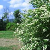 Troène des Bois (Ligustrum Vulgare) - Godet - Taille 13/25cm