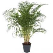 Plant In A Box - Dypsis Lutescens - Areca Palmier D'or xxl - Pot 27cm - Hauteur 140-150cm - Vert