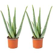 Bloomique - 2x Aloe Vera Barbadensis - Plante grasse