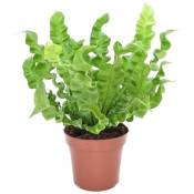 Plant In A Box - Asplenium 'Vague croustillante' - Fougère - ⌀12cm - Hauteur 25-40cm - Vert