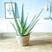 Aloe vera + cache-pot plante d'intérieur facile d'entretien