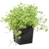 Bloomique - Hydrocotyle Variegata – Pennywort panaché – Faible entretien – Zone 1t/m5 – ⌀11cm - ↕15-25 cm