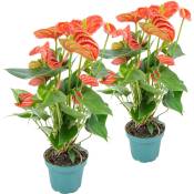 2x Anthurium 'Aristo' Orange - Flamingo Plant - Facile d'entretien -⌀12 cm - ↕30-40 cm