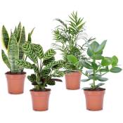 Plantes d'intérieur 'Easy Care' - Set de 4 - Pot 12cm - Hauteur 25-40cm - Vert