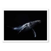 Affiche 50x70 cm - Black & Whale - Barathieu Gabriel