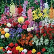 Massif d'été fleuri en mélange - 1,5 m² - Multicolore