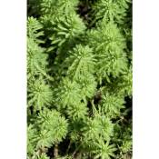 2x Myriophyllum 'Red Stem' – Featherwort – Oxygen Plant – Zone 2 à 5 – ⌀11 cm - ↕15-25 cm