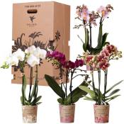 Orchidées Kolibri - mélange de boîte surprise -