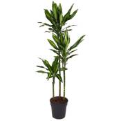 Plant In A Box - Dracaena fragrans Cintho - Dragonnier