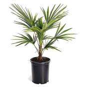 Plant In A Box - Trachycarpus Fortunei - Palmier éventail