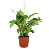 Bloomique - Spathiphyllum Bingo Cupido - Peace Lily - Plante d'intérieur - Purificateur d'air ⌀17 cm⌀65-75 cm