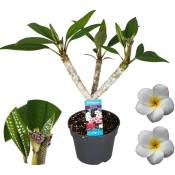 Plant In A Box - Plumeria Frangipani Blanc - Hawaii