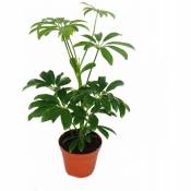 Aria de rayonnement - Schefflera - pot de 9cm - plante