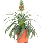 Bloomique - Ananas comosus 'Mi Amigo' – Plant d'ananas – Entretien facile – ⌀12 cm – ↕30-35 cm