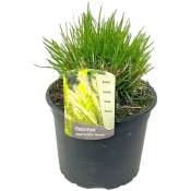 Plant In A Box - Pennisetum 'Hameln' Herbe ornementale