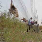 Crea - Bird Catcher Net Pond Net Fishing Net Crops