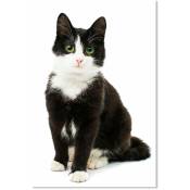Hxadeco - Affiche animaux shooting chat noir et blanc