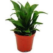 Mini-Plant - Dracaena compacta - Dragon tree - Idéal pour petits bols et bocaux - Baby-Plant en pot de 5,5cm