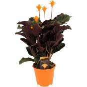 Plant In A Box - Calathea Crocata - Purificateur d'air