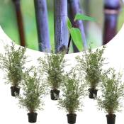 Plant In A Box - Fargesia Gansu - Set de 6 - Bambou non invasif - Pot 17cm - Hauteur 50-70cm - Vert