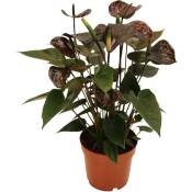 Anthurium andreanum -Karma Noir- - avec fleur noire en pot de 12cm