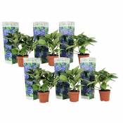 Plant In A Box - Hydrangea macrophylla - Bleu - Set de 6 - Hortensia - Pot 9cm - Hauteur 25-40cm