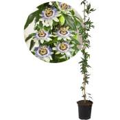 Plant In A Box - Passiflora 'Caerulea' xl - Passiflore