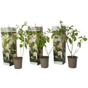 Plant In A Box - Hydrangea Paniculata Phantom - Hortensia