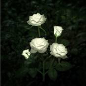 Aiducho - clairage Solaire En Forme De Fleurs Pour Décoration De Jardin -- Blanc