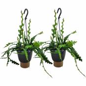 Plant In A Box - Epiphyllum Anguliger - Set de 2 - Cactées vues - Pot 15cm - Hauteur 30-40cm