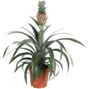 Plant In A Box - Plante ananas 'Mi Amigo' - plante