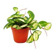 Plante d'intérieur à suspendre - Hoya carnosa tricolor
